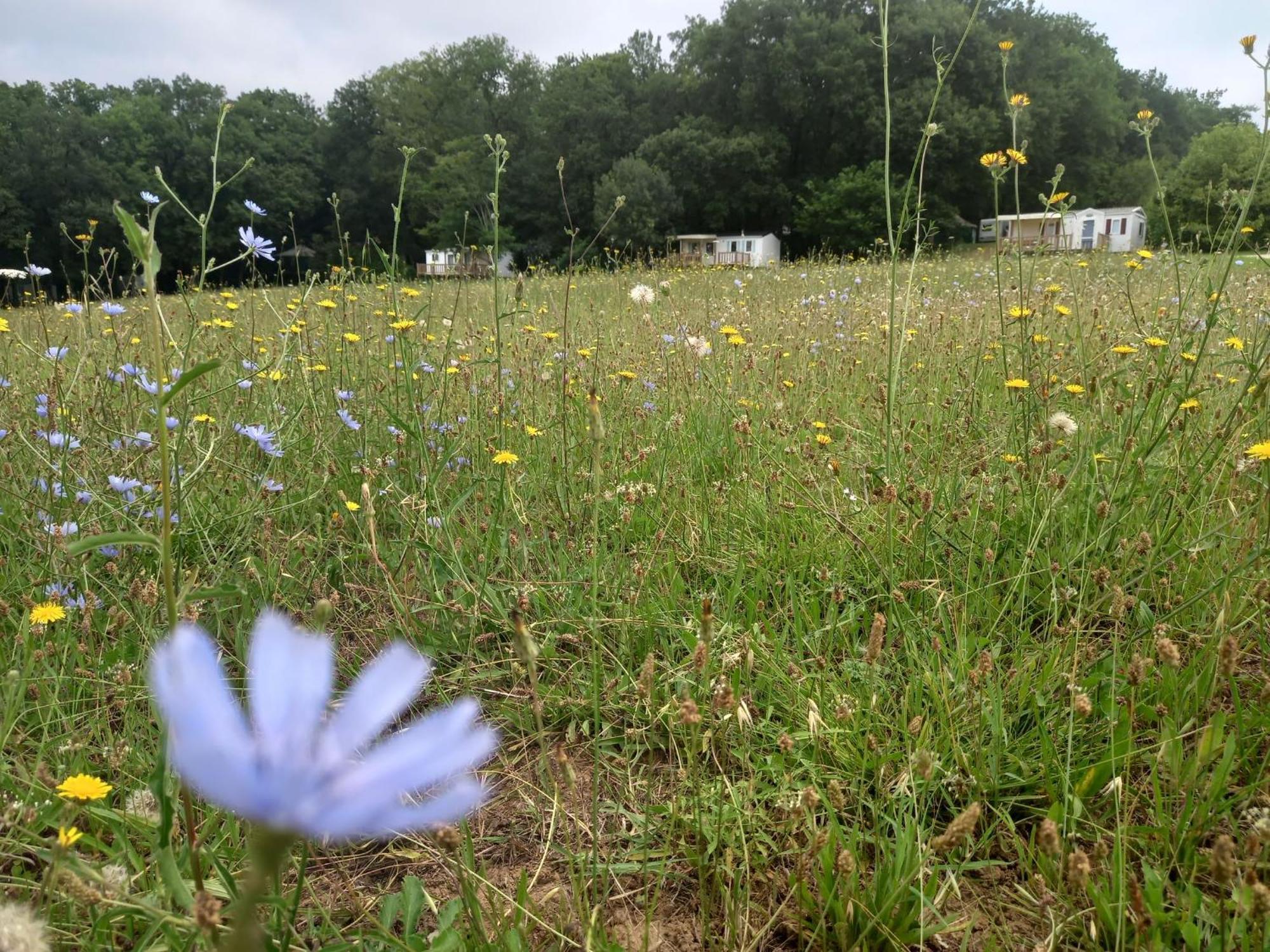 Camping Nature Le Valenty Mobil-Home-Dordogne Panoramique Clim Piscine Soturac Buitenkant foto